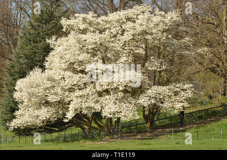 Magnolia Bäume in voller Blüte im Frühling. London, England, UK. Stockfoto