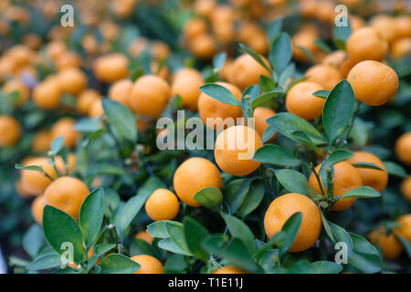 Tangerine zum Chinesischen Neuen Jahr in Macau Stockfoto
