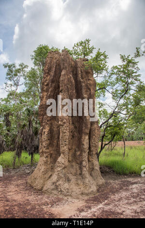 Termite Damm im Litchfield National Park in abgelegenen Bereich des Northern Territory von Australien Stockfoto