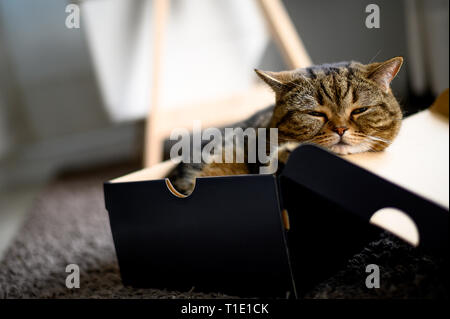 Katze schlafen in einem Karton Katze liegt in Feld pet wird es zum Schlafen Stockfoto