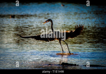 Hintergrundbeleuchtung sillhouette von Great Blue Heron mit Fisch im Mund schmal Alligator austretende an Mrazek Teich, Everglades National Park Stockfoto