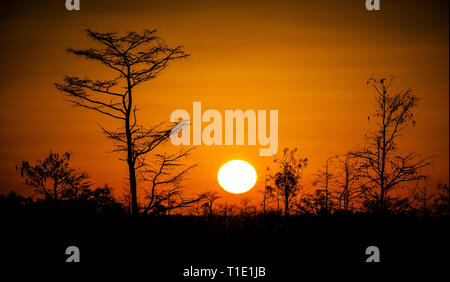 Cypress Wald Silhouette bei Sonnenuntergang in den Everglades Stockfoto