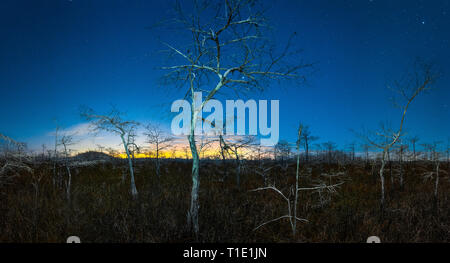 Creepy moonlit Panorama der Zwerg Cypress Wald in den Everglades National Park Stockfoto