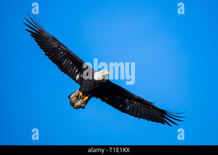 Weißkopfseeadler hochfliegende gegen einen strahlend blauen Himmel. Stockfoto