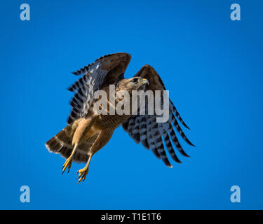 Red geschulterten Falken, die in der Nähe von Flamingo in den Everglades National Park Stockfoto