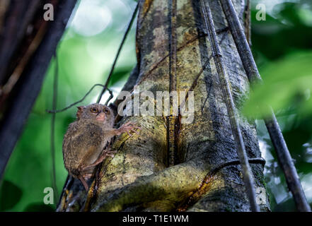 Die spektrale Tarsier auf dem Baum. Wissenschaftlicher Name: tarsius Spectrum, auch genannt Tarsius Tarsier. Natürlicher Lebensraum. Insel Sulawesi Indonesien Stockfoto