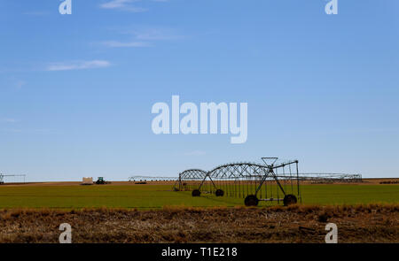Sprinkler System arbeitet auf einer Plantage Drehmittelpunkt Bewässerungssystem Stockfoto