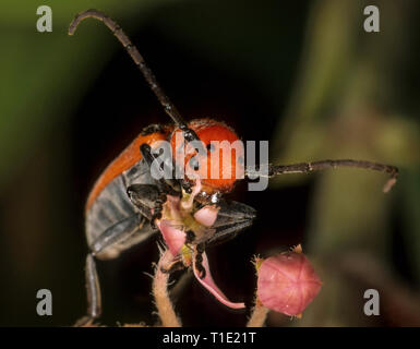 Rote seidenpflanze Käfer (Tetraopes tetrophthalmus) essen Blütenknospe von swamp Seidenpflanze (Asclepias incarnata). Stockfoto