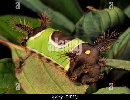 Die saddleback Caterpillar (Acharia stimulea) ist die Larve eines Limacodid Motte. Seine giftige Stacheln liefern, was möglicherweise die stärkste Sting von c Stockfoto