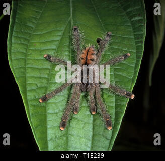 Kinder pink toed Tarantula (Avicularia avicularia) hängen an Blatt im Amazonas Regenwald von Peru. Während dieser individuellen ist ca. 5 cm von Spitze zu Spitze Stockfoto