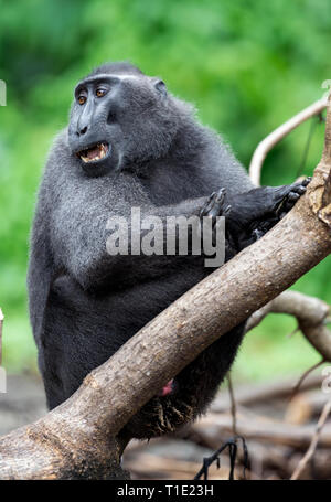 Der Celebes crested Makaken. Grünen Hintergrund. Crested schwarzen Makaken, Sulawesi crested Makaken, celebes Macaque oder den schwarzen Affen. Natürliche ha Stockfoto