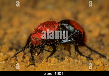 Weibliche samt 'ant' (eine Wespe, Dasymutilla occidentalis) auf Prowl für eine Hummel Nest, wo sie Eier legen wird. Die geschlüpften Larven ernähren sich die Larven. Stockfoto