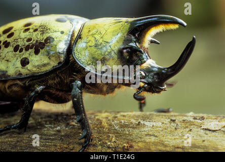 Männlich ost Hercules beetle (Dynastes tityus). Bei 40-62 mm in der Länge ist es eines der größten Käfer im östlichen Nordamerika. Schaufel-wie apparatu Stockfoto