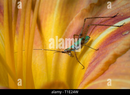 Von Scudder Bush katydid Nymphe (Scudderia sp.) auf Blüte von DAYLILY (Hemerocallus fulva). Stockfoto