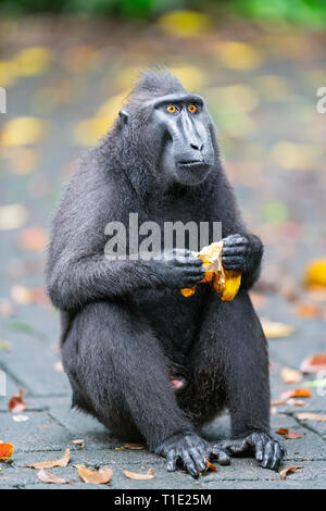 Der celebes Crested macaque Essen. Close up Portrait. Crested schwarzen Makaken, Sulawesi crested Makaken, oder den schwarzen Affen. Natürlicher Lebensraum. Sulawesi. Stockfoto