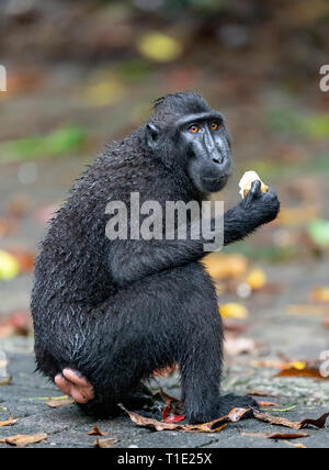 Der celebes Crested macaque Essen. Close up Portrait. Crested schwarzen Makaken, Sulawesi crested Makaken, oder den schwarzen Affen. Natürlicher Lebensraum. Sulawesi. Stockfoto