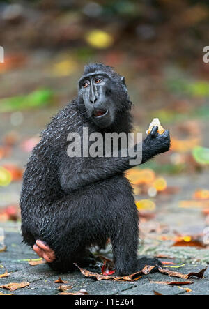 Der celebes Crested macaque Essen. Close up Portrait. Crested schwarzen Makaken, Sulawesi crested Makaken, oder den schwarzen Affen. Natürlicher Lebensraum. Sulawesi. Stockfoto