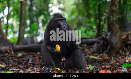 Der celebes Crested macaque Essen. Close up Portrait. Crested schwarzen Makaken, Sulawesi crested Makaken, oder den schwarzen Affen. Natürlicher Lebensraum. Sulawesi. Stockfoto