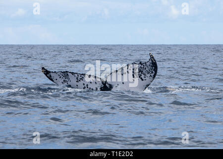 Ein Buckelwal, Megaptera novaeangliae, wirft seinen massiven Fluke aus dem blauen Wasser des Karibischen Meeres, wie es Tauchgänge. Stockfoto