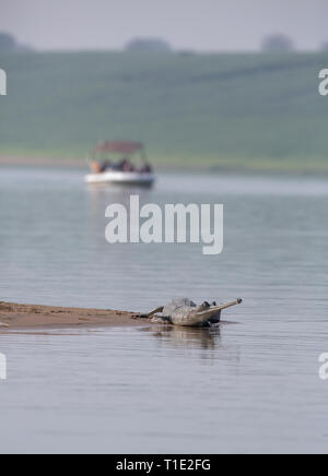 Muggar basking am Ufer des Chambal, Rajasthan, Indien Stockfoto