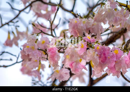 Pilze und Blumen Stockfoto
