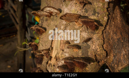 Pilze und Blumen Stockfoto