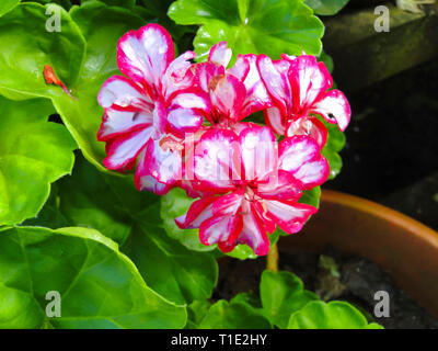 Garten Geranium, Pelargonium peltatum, botanischen Park, Kerala, Indien. Stockfoto