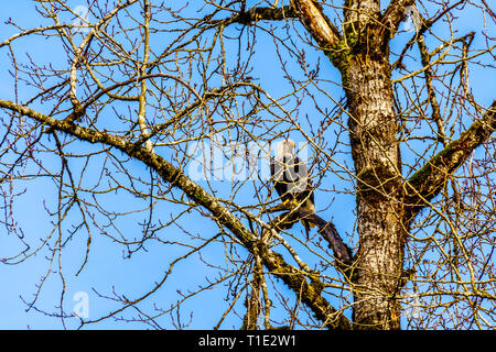 Ein Weißkopfseeadler sitzen auf dem Baum beobachten, die laichenden Lachse in der Stabkirche Fluss hinter dem Ruskin Damm Hayward See in der Nähe von Mission, BC, Kanada Stockfoto