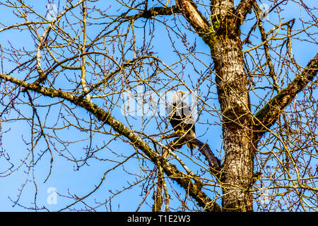 Ein Weißkopfseeadler sitzen auf dem Baum beobachten, die laichenden Lachse in der Stabkirche Fluss hinter dem Ruskin Damm Hayward See in der Nähe von Mission, BC, Kanada Stockfoto