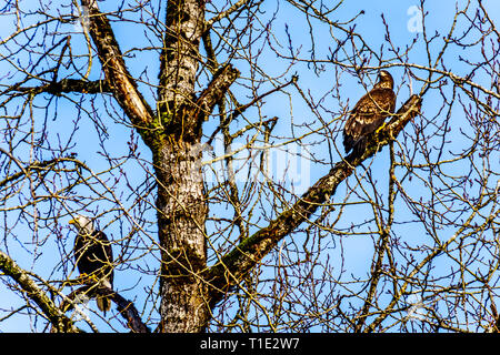 Weißkopfseeadler sitzen auf dem Baum beobachten, die laichenden Lachse in der Stabkirche Fluss hinter dem Ruskin Damm Hayward See in der Nähe von Mission, BC, Kanada Stockfoto