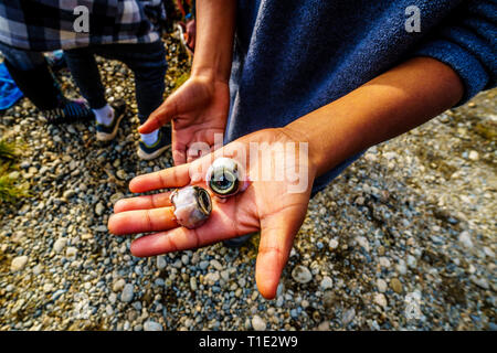 Junge mit den Augen einer toten Lachs in die Laichgebiete in der Stabkirche Fluss hinter dem Ruskin Damm Hayward See an der Mission, BC, Kanada Stockfoto