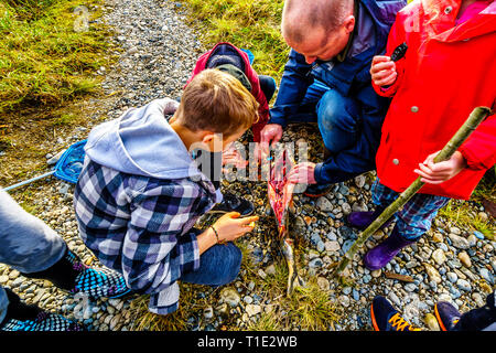 Übergeordnete zeigt den Kindern eine Zergliederte rosa Lachs nach dem Laichen in der Stabkirche Fluss hinter dem Ruskin Damm Hayward See in der Nähe von Mission, BC, Kanada Stockfoto