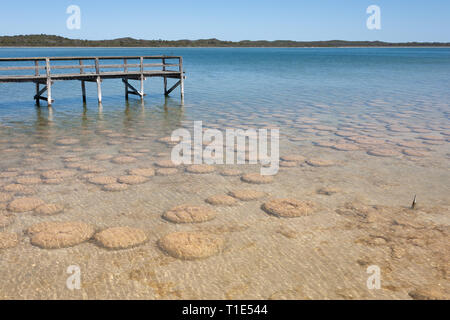 Lake Clifton thrombolites in Westaustraliens Peel Region, aus Old Coast Road, zwischen Mandurah und Bunbury Stockfoto