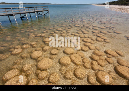 Lake Clifton thrombolites in Westaustraliens Peel Region, aus Old Coast Road, zwischen Mandurah und Bunbury Stockfoto