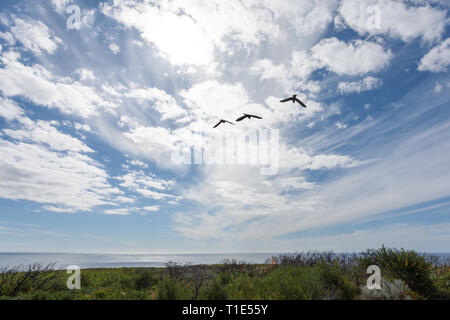 Drei australische Vögel in Richtung Ozean fliegen, gegen einen strahlend blauen Himmel mit weißen Wolken Silhouette Stockfoto