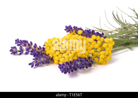 Lavendel und helichrysum Blumen auf weißem Hintergrund Stockfoto