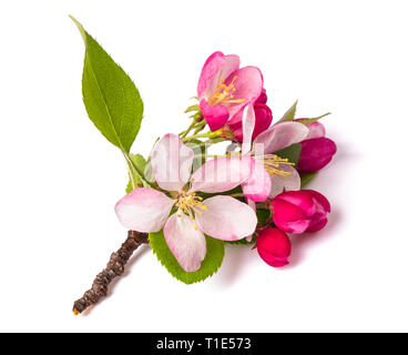 Apple-Blumen mit Knospen, die isoliert auf weißem Hintergrund Stockfoto