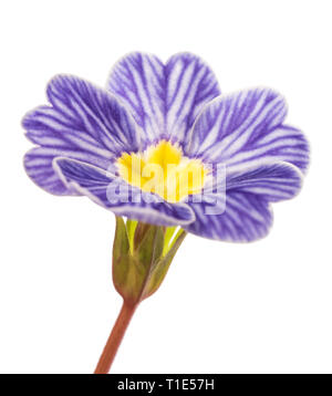 Primel Blume auf weißem Hintergrund Stockfoto