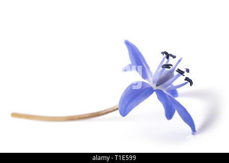 Scilla bifolia auf weißem Hintergrund Stockfoto