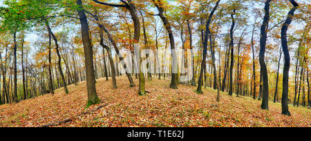 Wald panorama Herbst Stockfoto