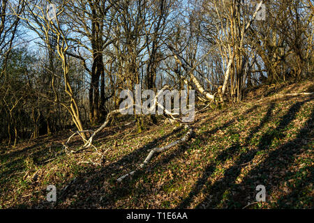 Schlüsselwörter Betula pendula, fallend, Wald, Horizontal, Moos, Natur, Fotografie, Pflanze, Rinde, Baum, Baumstamm, Wald, gefallen Silver Birch in Holz Stockfoto