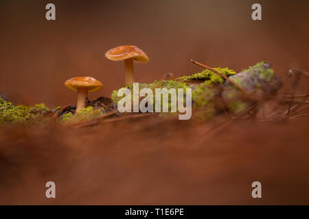 Suillus granulatus allgemein bekannt als Weinen Bolete erscheint unter verschiedenen Arten von Pinien aber häufig mit 2-Nadel Kiefern, oft in recht Lar Stockfoto