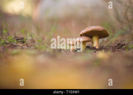 Suillus granulatus allgemein bekannt als Weinen Bolete erscheint unter verschiedenen Arten von Pinien aber häufig mit 2-Nadel Kiefern, oft in recht Lar Stockfoto