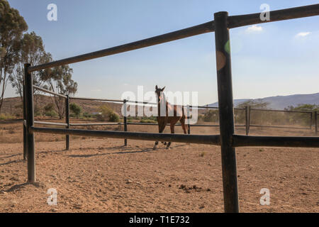 Pferd läuft in einem in der Wüste Negev, Israel fotografiert Corral Stockfoto