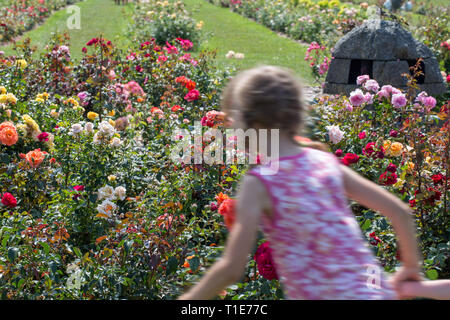 Ein Mädchen rennt Rosen in einer wunderschönen Rosengarten im Sommer während der Blütezeit zu bewundern. Bewegungsunschärfe. Stockfoto