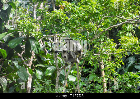 Affen auf den Bäumen in den Jozani Forest, Sansibar, Tansania Stockfoto