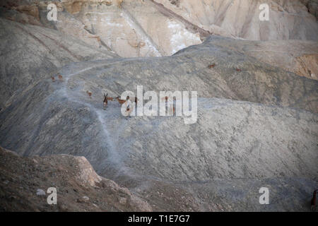 Herde von Nubian Ibex (Capra ibex nubiana AKA Capra nubiana), Sde Boker, Wüste Negev, Israel Stockfoto