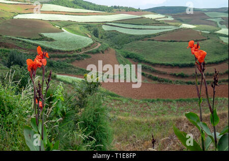 Rot Canna (Canna Lily) am Rande der landwirtschaftlichen Gebieten der unterschiedlichen Kulturen. In der Nähe von Kumming, Provinz Yunnan im Südwesten Chinas im September fotografiert. Stockfoto