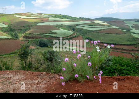 Rot Canna (Canna Lily) am Rande der landwirtschaftlichen Gebieten der unterschiedlichen Kulturen. In der Nähe von Kumming, Provinz Yunnan im Südwesten Chinas im September fotografiert. Stockfoto