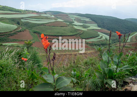 Rot Canna (Canna Lily) am Rande der landwirtschaftlichen Gebieten der unterschiedlichen Kulturen. In der Nähe von Kumming, Provinz Yunnan im Südwesten Chinas im September fotografiert. Stockfoto